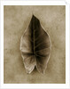 Elephant Ear by Anonymous