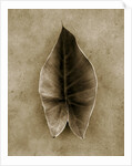 Elephant Ear by Anonymous