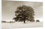 Newnan by Anonymous