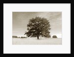Newnan by Anonymous