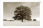 Newnan by Anonymous