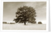 Newnan by Anonymous