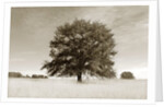 Newnan by Anonymous