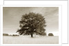 Newnan by Anonymous