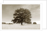 Newnan by Anonymous
