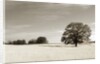 Newnan by Anonymous