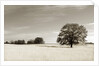 Newnan by Anonymous