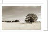 Newnan by Anonymous