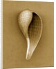 Graceful Fig Shell by Anonymous