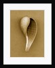Graceful Fig Shell by Anonymous