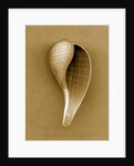 Graceful Fig Shell by Anonymous