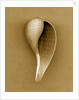 Graceful Fig Shell by Anonymous