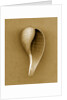Graceful Fig Shell by Anonymous