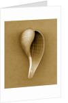 Graceful Fig Shell by Anonymous