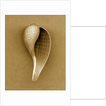 Graceful Fig Shell by Anonymous