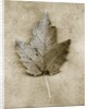 Maple Leaf by Anonymous