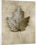 Maple Leaf by Anonymous