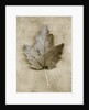 Maple Leaf by Anonymous