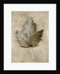 Maple Leaf by Anonymous
