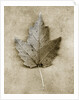 Maple Leaf by Anonymous