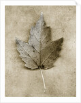 Maple Leaf by Anonymous