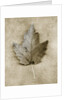 Maple Leaf by Anonymous