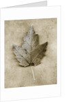 Maple Leaf by Anonymous