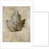 Maple Leaf by Anonymous