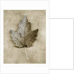 Maple Leaf by Anonymous