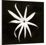 Jasmine by Anonymous