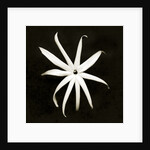 Jasmine by Anonymous