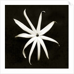 Jasmine by Anonymous