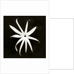 Jasmine by Anonymous