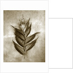 Holly Fern by Anonymous