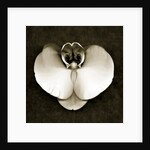 Orchid by Anonymous