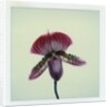 Lady Slipper Orchid by Anonymous