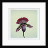 Lady Slipper Orchid by Anonymous