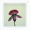 Lady Slipper Orchid by Anonymous