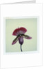 Lady Slipper Orchid by Anonymous