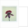 Lady Slipper Orchid by Anonymous