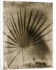 Palmetto Palm by Anonymous