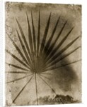 Palmetto Palm by Anonymous