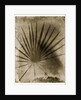 Palmetto Palm by Anonymous