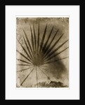 Palmetto Palm by Anonymous