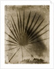 Palmetto Palm by Anonymous