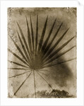 Palmetto Palm by Anonymous