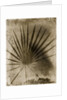 Palmetto Palm by Anonymous