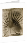 Palmetto Palm by Anonymous