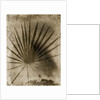 Palmetto Palm by Anonymous