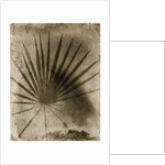 Palmetto Palm by Anonymous